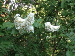 The Comfort of the White Crepe Myrtle